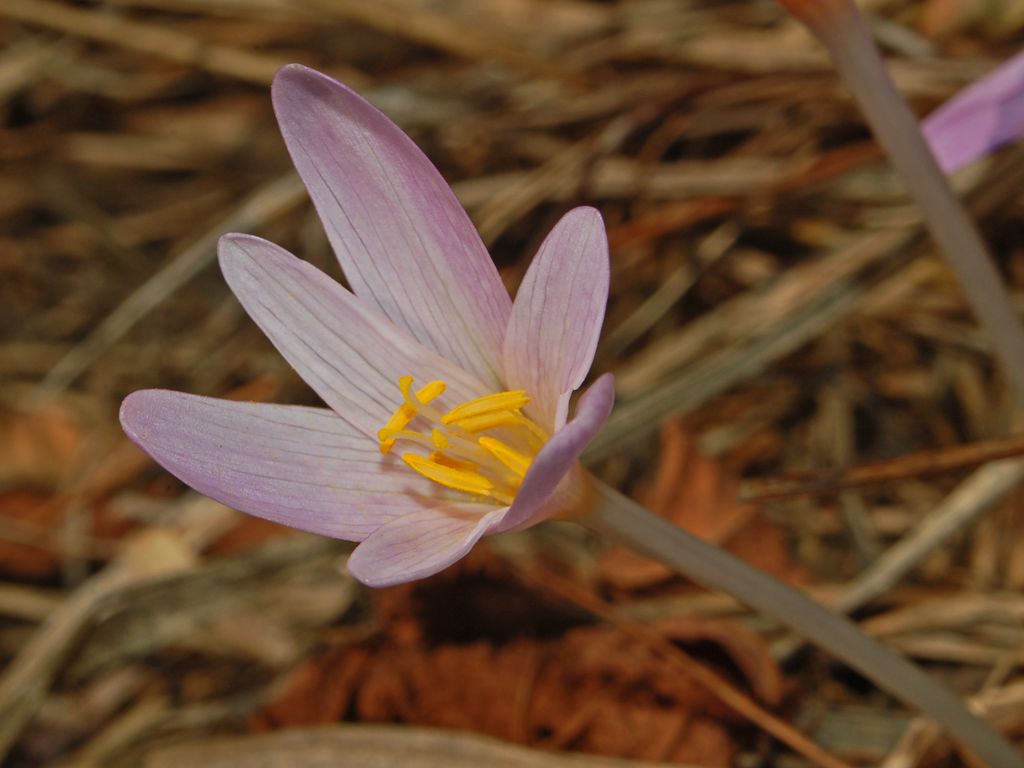 Colchicum autmnale / Colchico autunnale